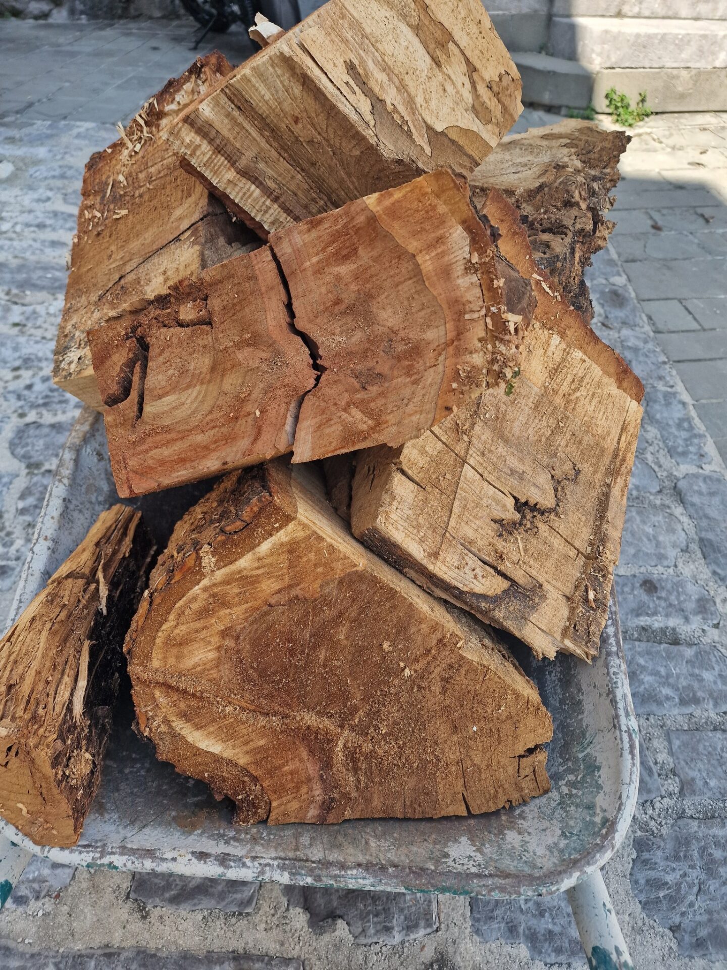 kastav stablo (1) kastav stablo (1)