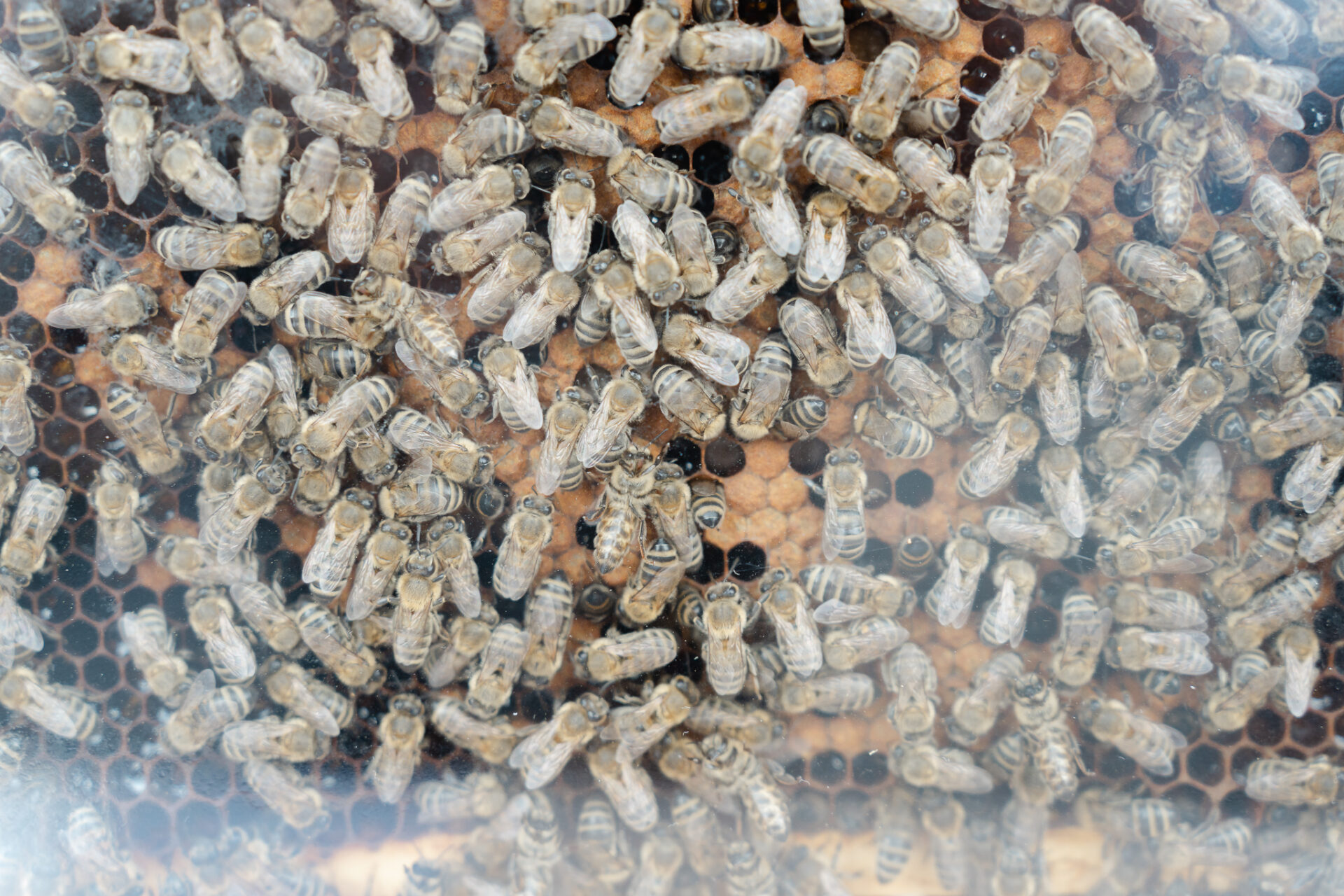 Medun Fest photto by Antonio Ružić_04372