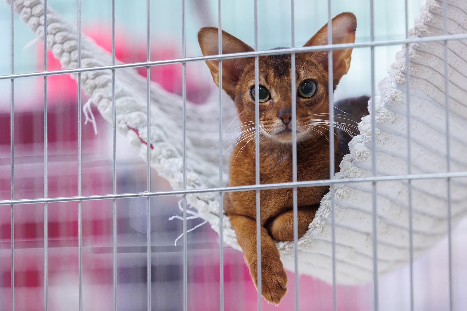 Mediteranska izložba šampionskih mačaka u Opatiji Mediteranska izložba šampionskih mačaka u Opatiji