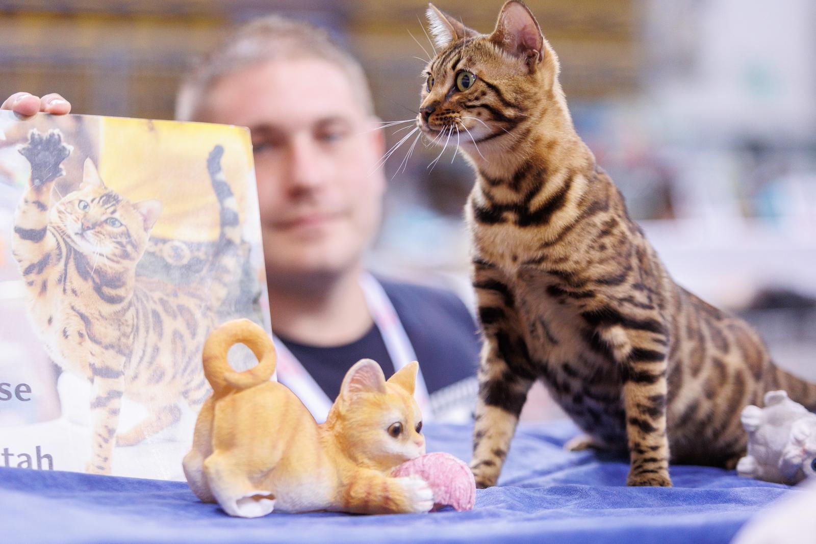Mediteranska izložba šampionskih mačaka u Opatiji Mediteranska izložba šampionskih mačaka u Opatiji