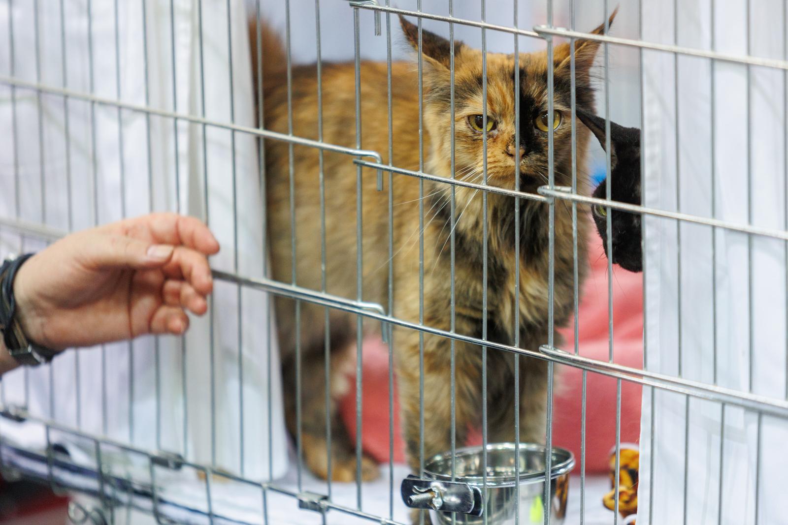 Mediteranska izložba šampionskih mačaka u Opatiji Mediteranska izložba šampionskih mačaka u Opatiji