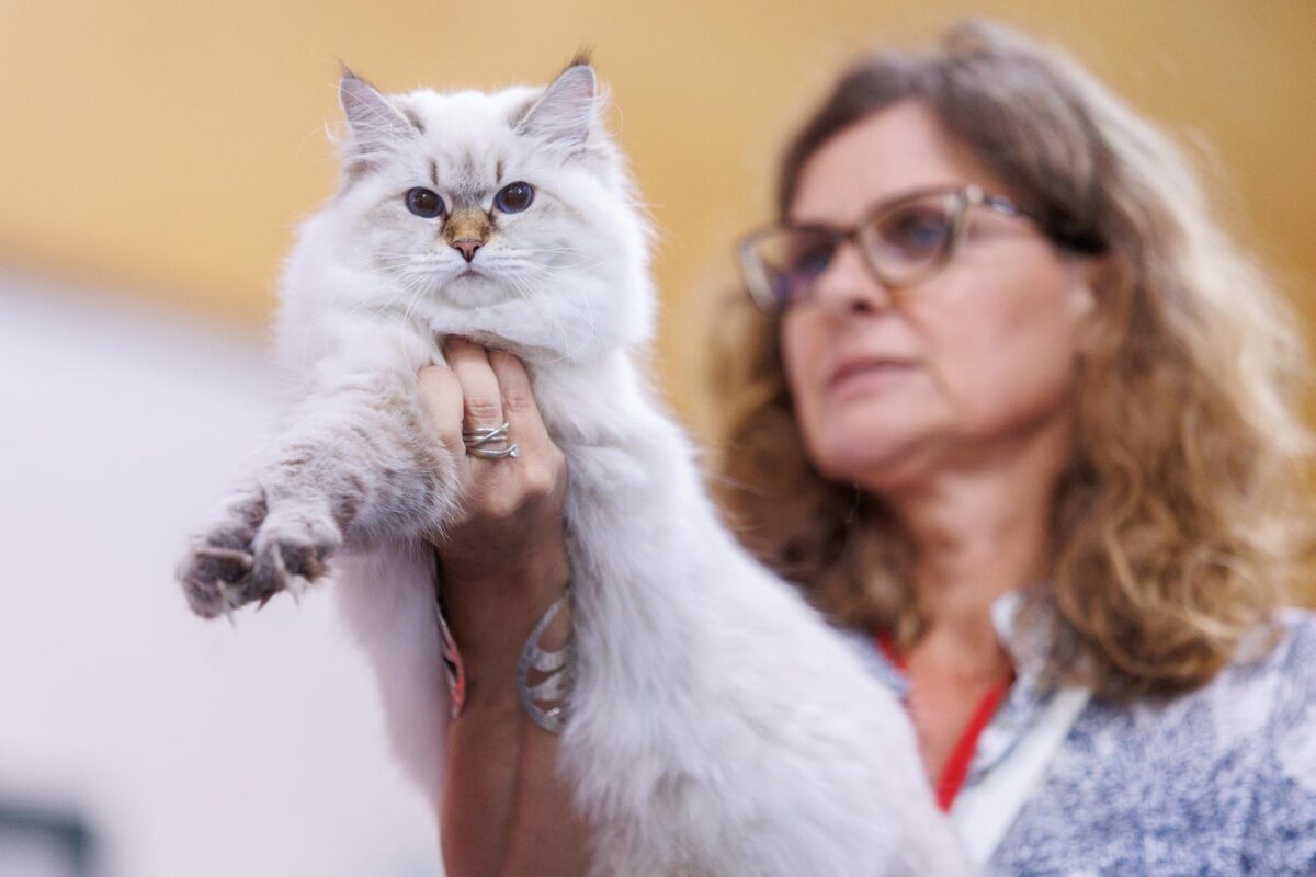 Mediteranska izložba šampionskih mačaka u Opatiji