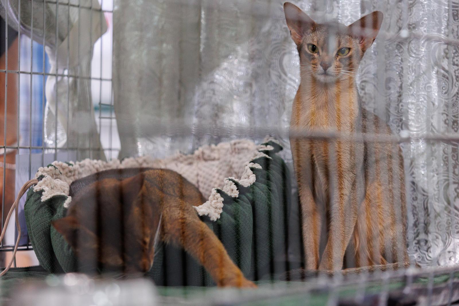 Mediteranska izložba šampionskih mačaka u Opatiji Mediteranska izložba šampionskih mačaka u Opatiji