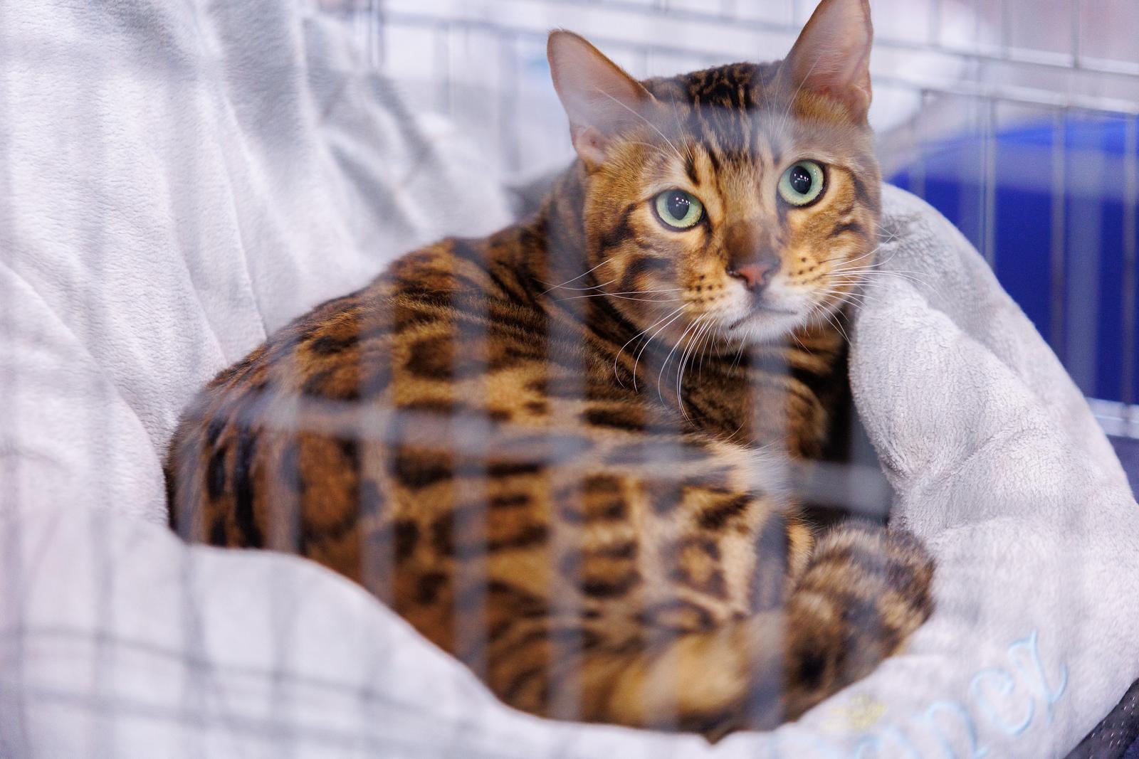 Mediteranska izložba šampionskih mačaka u Opatiji Mediteranska izložba šampionskih mačaka u Opatiji