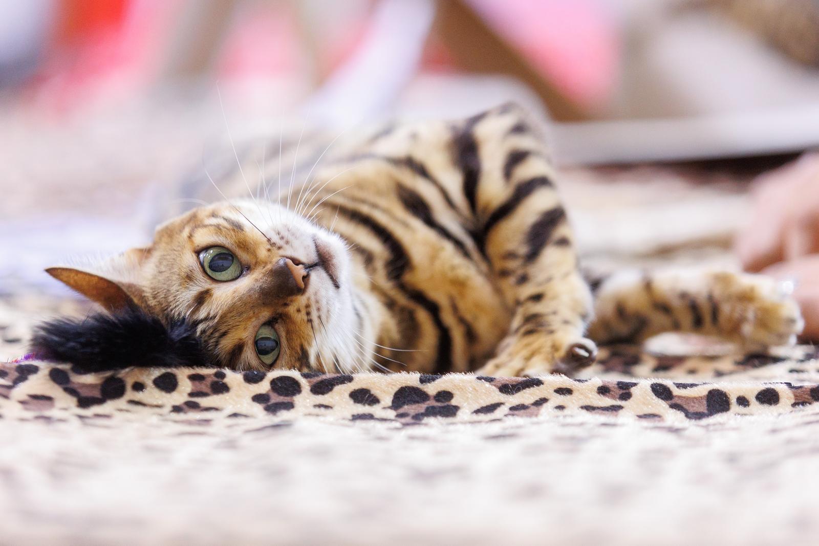 Mediteranska izložba šampionskih mačaka u Opatiji Mediteranska izložba šampionskih mačaka u Opatiji