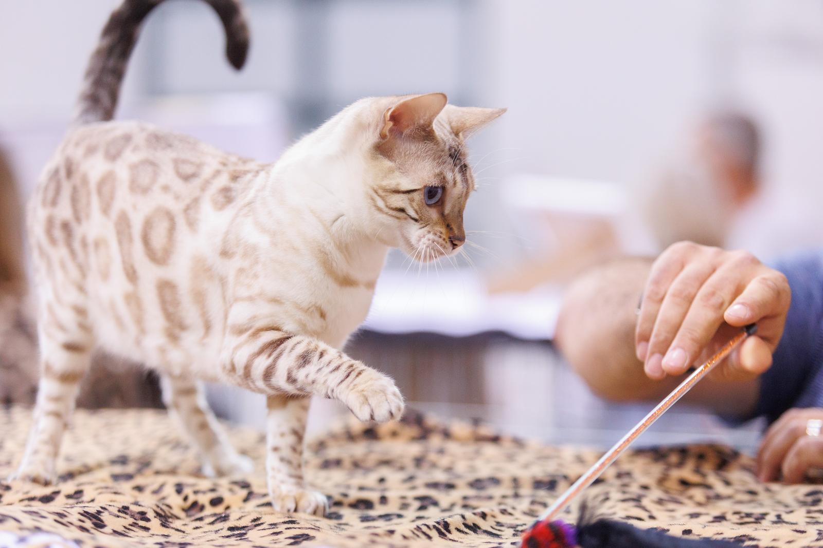 Mediteranska izložba šampionskih mačaka u Opatiji Mediteranska izložba šampionskih mačaka u Opatiji