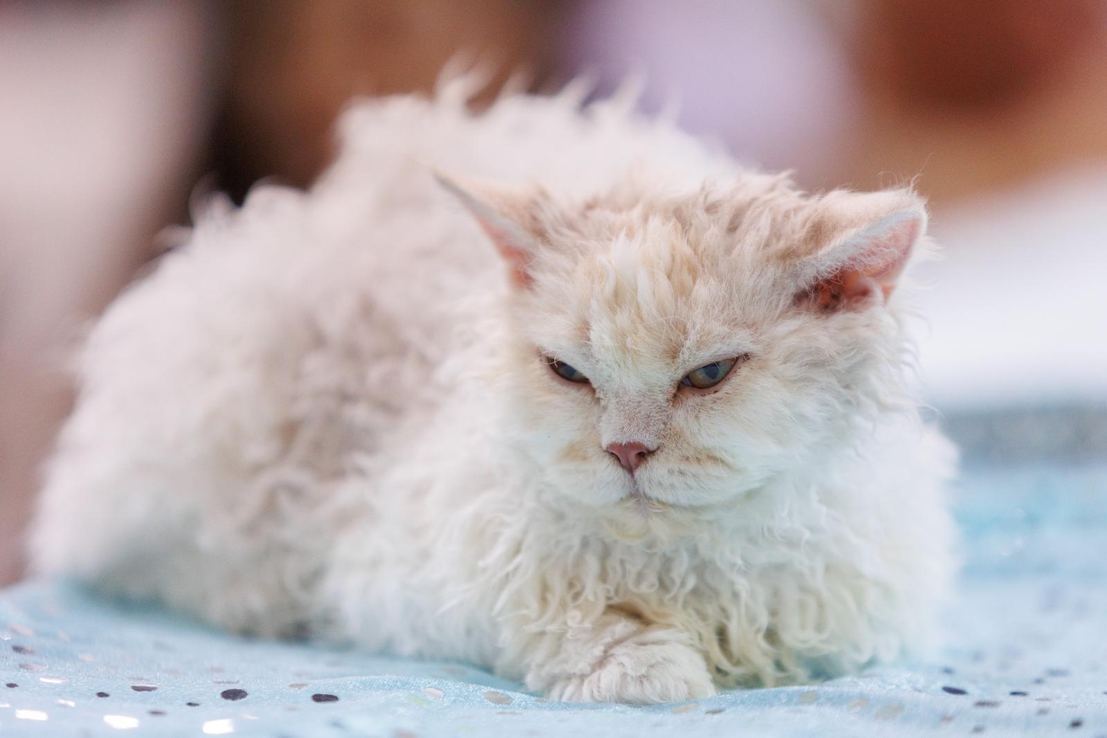 Mediteranska izložba šampionskih mačaka u Opatiji Mediteranska izložba šampionskih mačaka u Opatiji