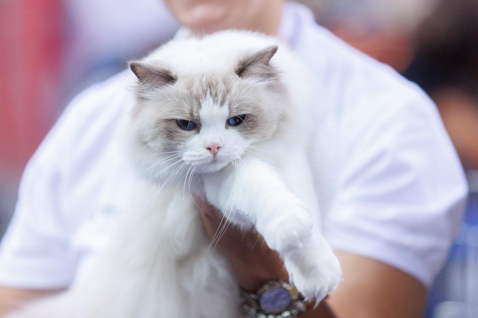 Mediteranska izložba šampionskih mačaka u Opatiji Mediteranska izložba šampionskih mačaka u Opatiji