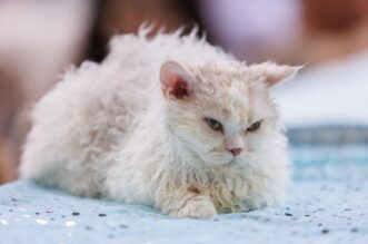 Mediteranska izložba šampionskih mačaka u Opatiji