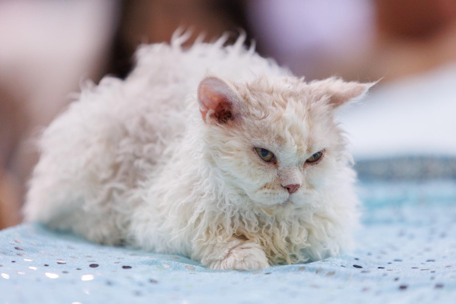 Mediteranska izložba šampionskih mačaka u Opatiji Mediteranska izložba šampionskih mačaka u Opatiji