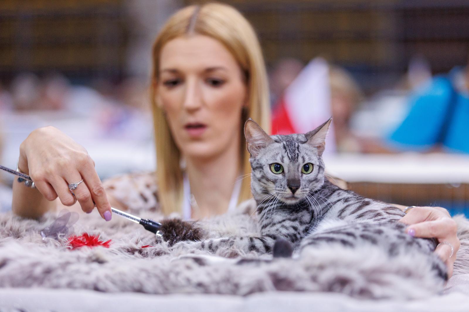 Mediteranska izložba šampionskih mačaka u Opatiji Mediteranska izložba šampionskih mačaka u Opatiji