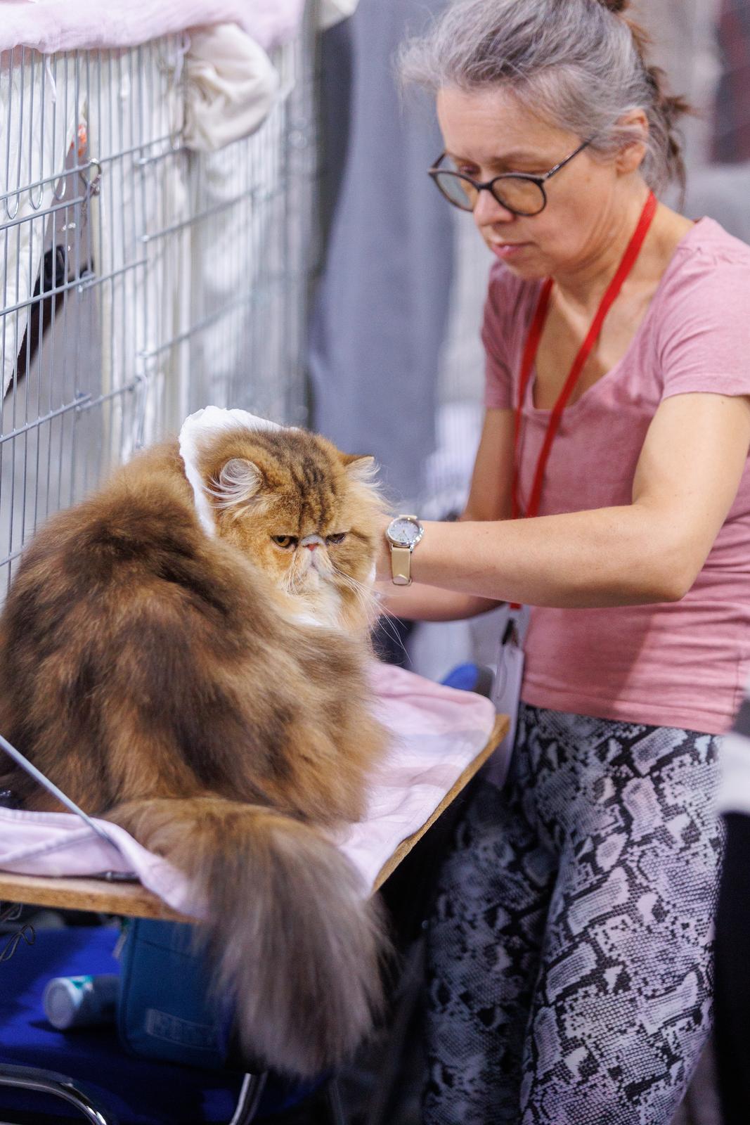 Mediteranska izložba šampionskih mačaka u Opatiji Mediteranska izložba šampionskih mačaka u Opatiji