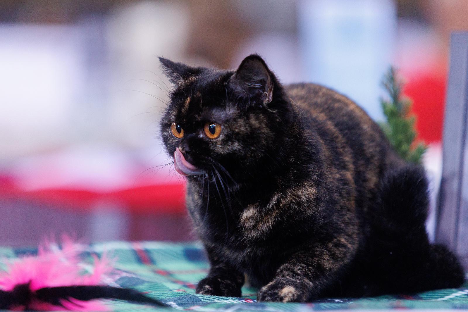 Mediteranska izložba šampionskih mačaka u Opatiji Mediteranska izložba šampionskih mačaka u Opatiji