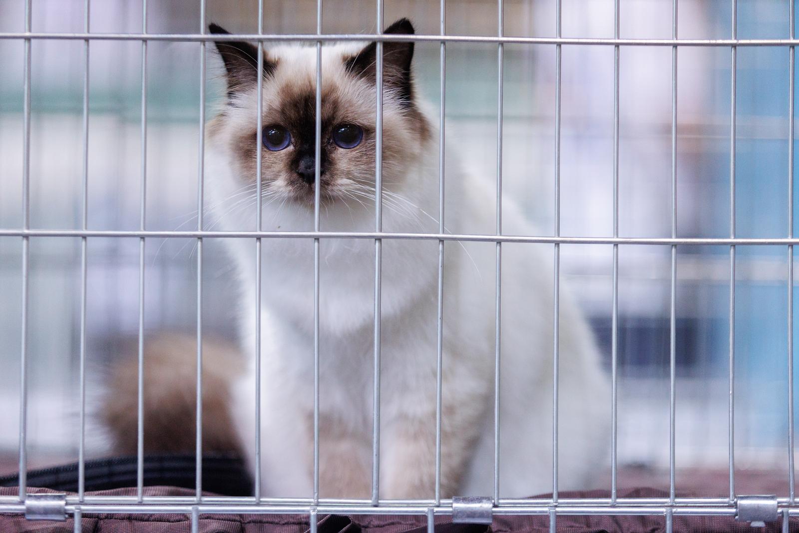 Mediteranska izložba šampionskih mačaka u Opatiji Mediteranska izložba šampionskih mačaka u Opatiji