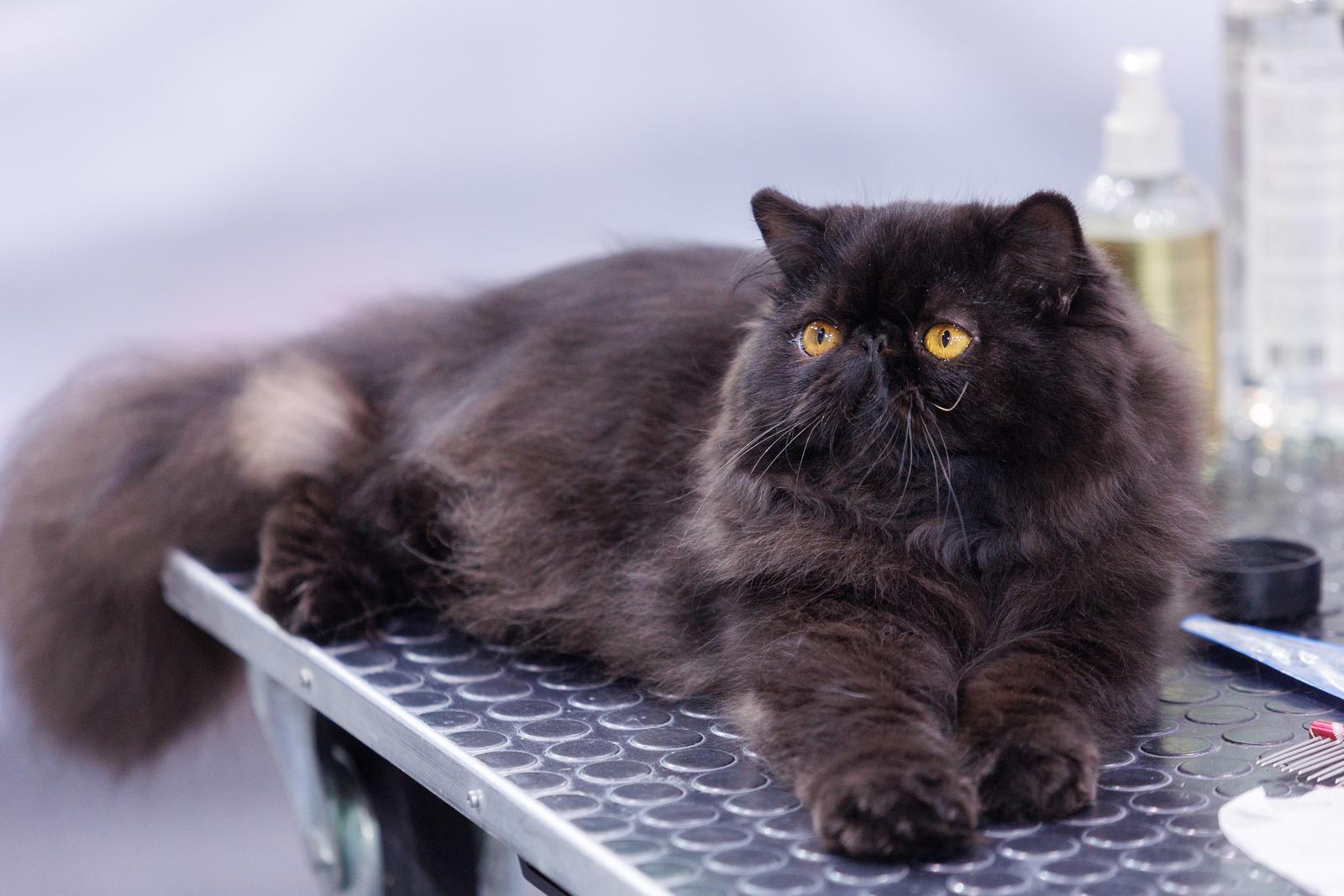 Mediteranska izložba šampionskih mačaka u Opatiji Mediteranska izložba šampionskih mačaka u Opatiji