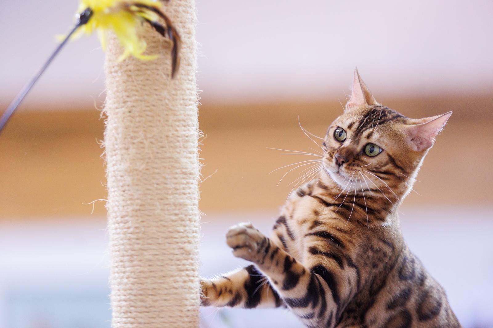 Mediteranska izložba šampionskih mačaka u Opatiji Mediteranska izložba šampionskih mačaka u Opatiji