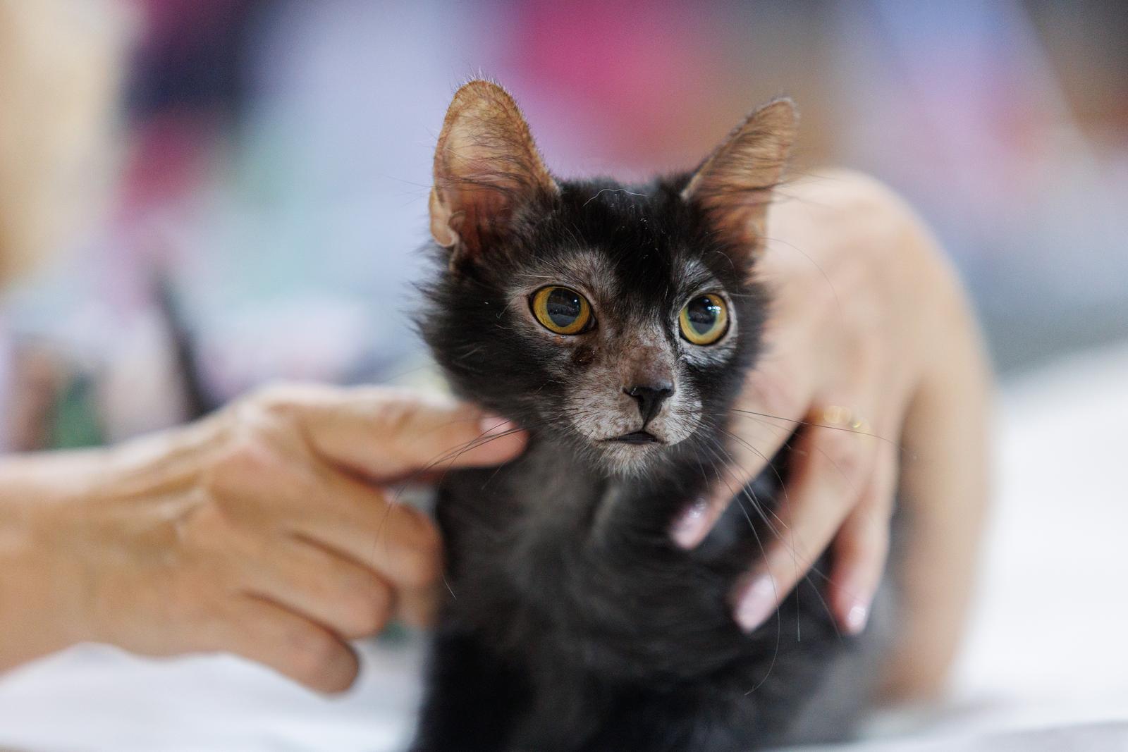 Mediteranska izložba šampionskih mačaka u Opatiji Mediteranska izložba šampionskih mačaka u Opatiji