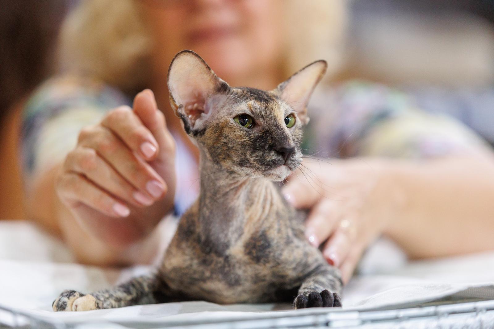 Mediteranska izložba šampionskih mačaka u Opatiji Mediteranska izložba šampionskih mačaka u Opatiji