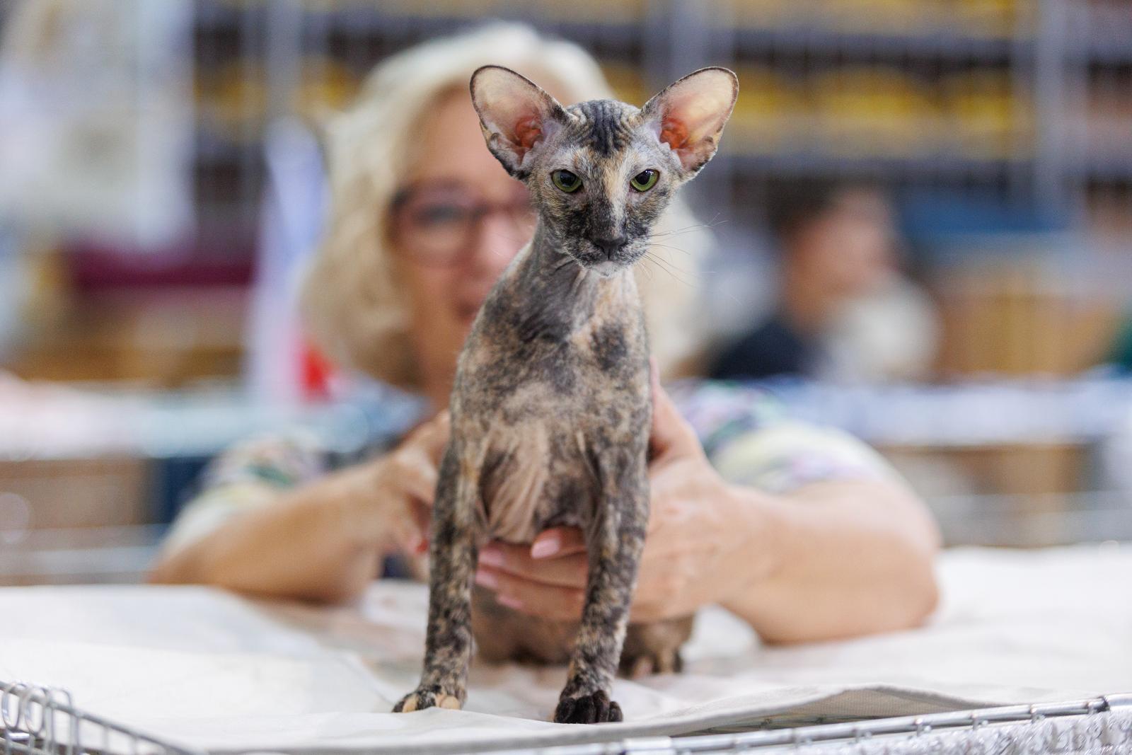 Mediteranska izložba šampionskih mačaka u Opatiji Mediteranska izložba šampionskih mačaka u Opatiji