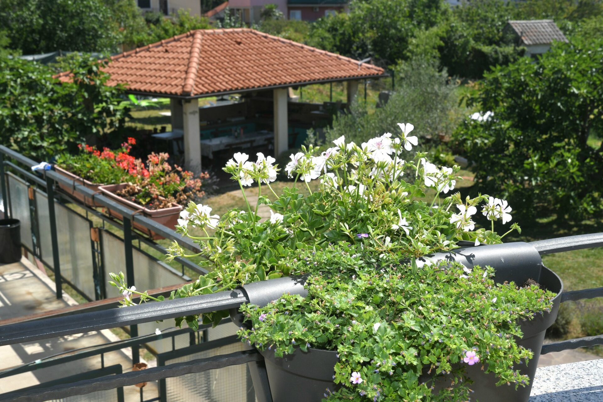 Viškovo okućnice rujan 2023 14