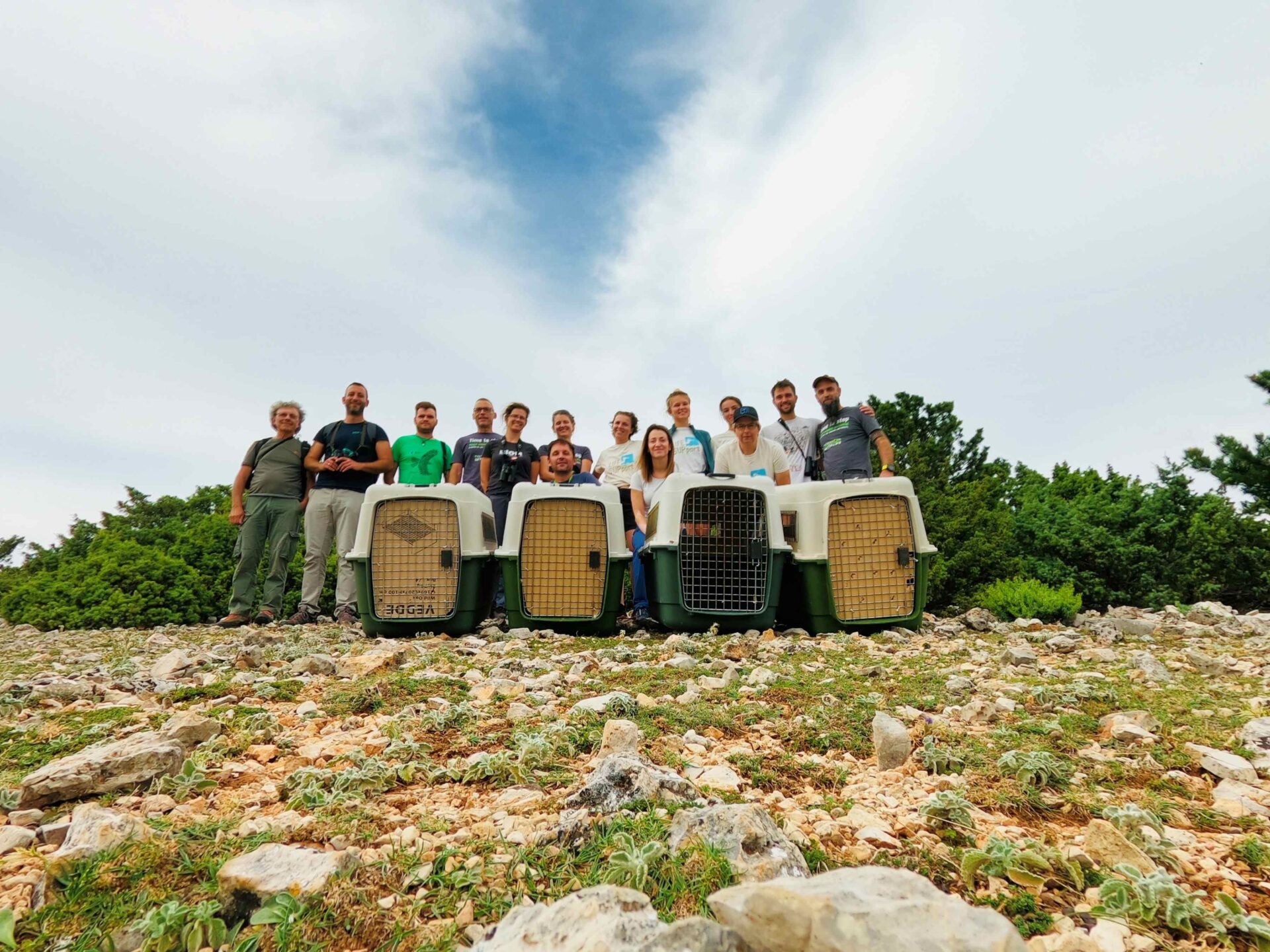 bjeloglavi supovi (2)