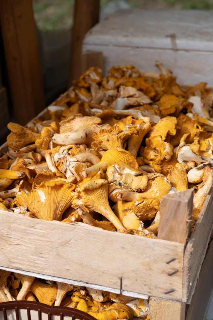 uckarski samanj (20)