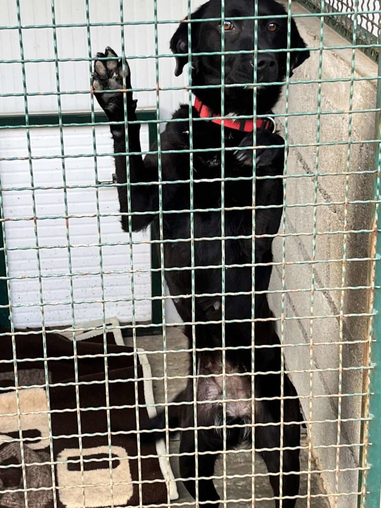 pgz donacija skloniste za pse azil (6) pgz donacija skloniste za pse azil (6)