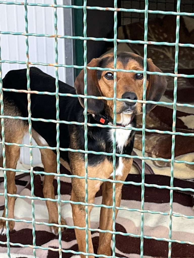 pgz donacija skloniste za pse azil (7) pgz donacija skloniste za pse azil (7)