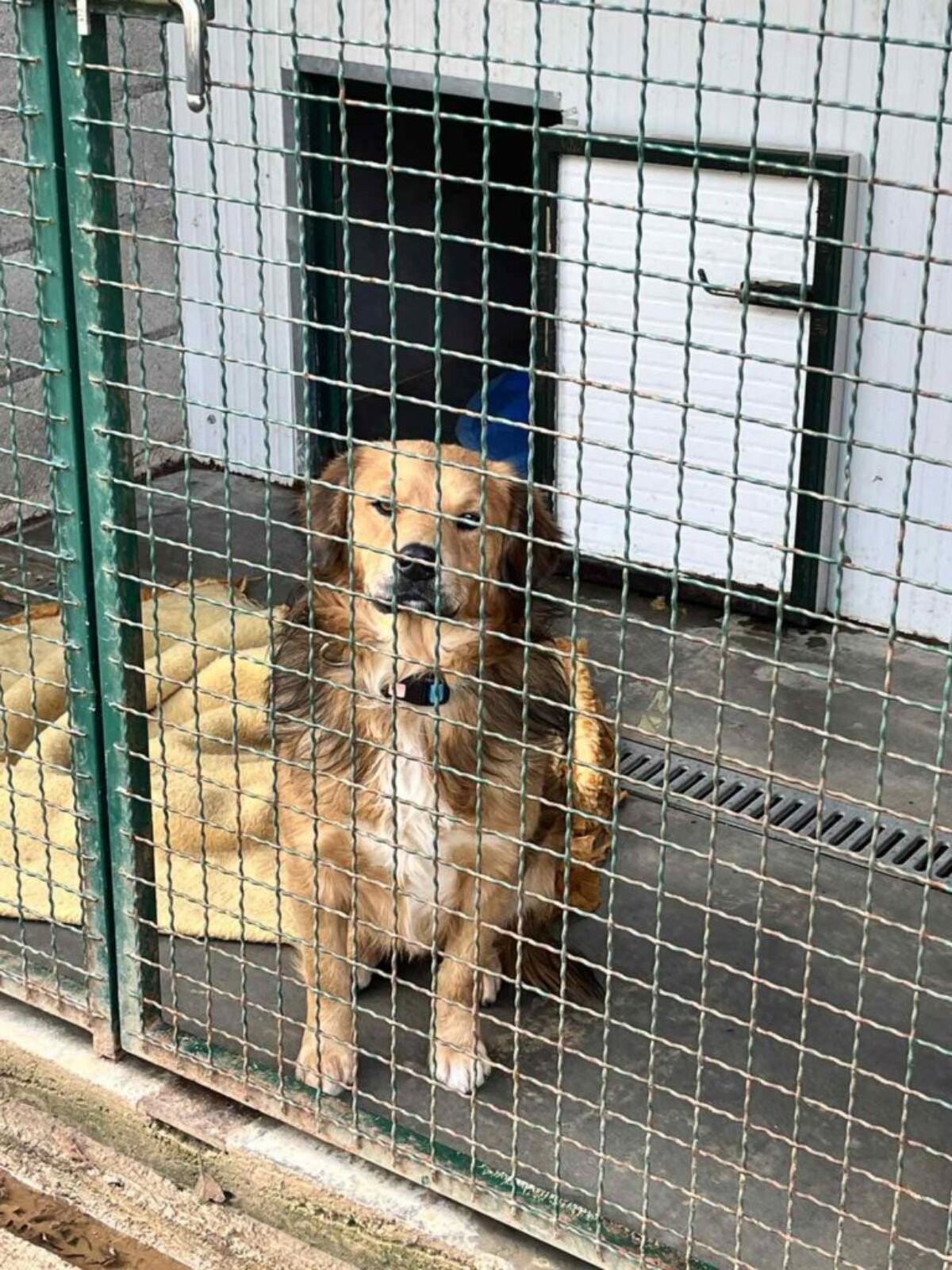 pgz donacija skloniste za pse azil (8)