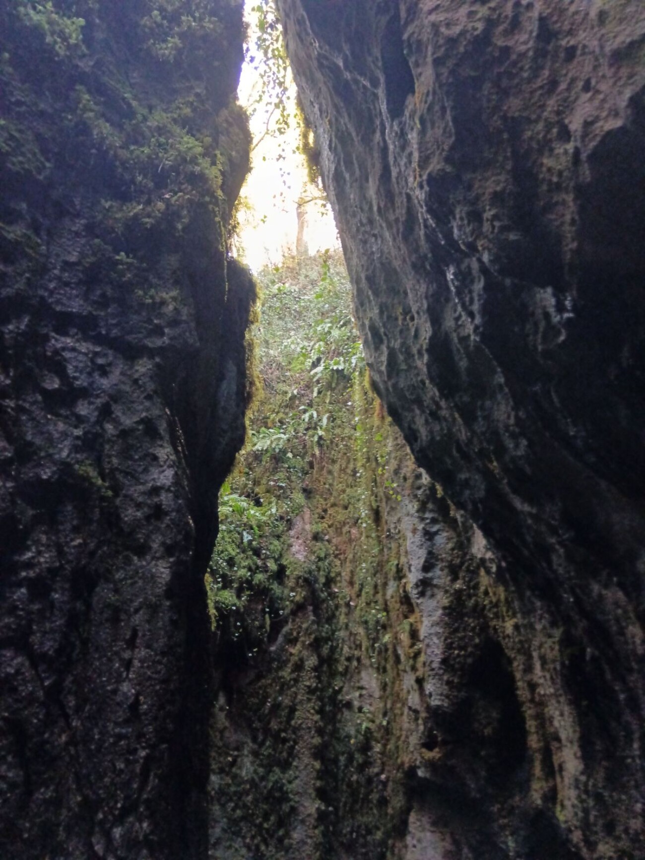 vatrogasci poreč pas (2)