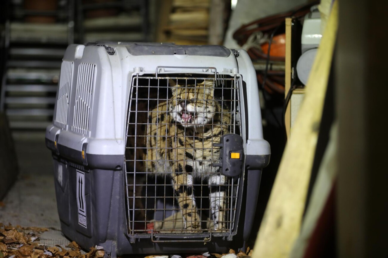 Zelin Mrzlovodički: Serval ulovljen u podrumu kuće Zelin Mrzlovodički: Serval ulovljen u podrumu kuće