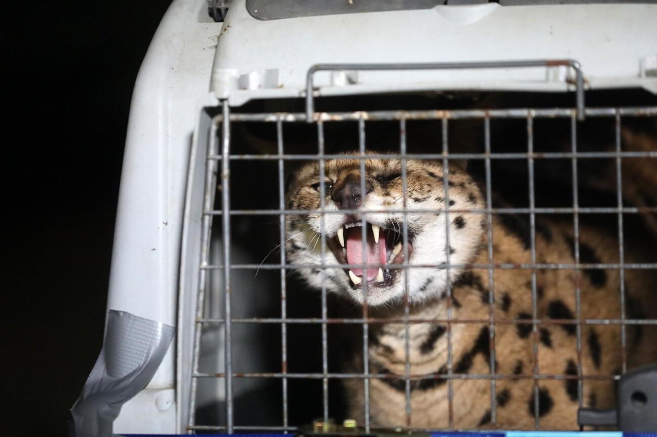 Zelin Mrzlovodički: Serval ulovljen u podrumu kuće Zelin Mrzlovodički: Serval ulovljen u podrumu kuće