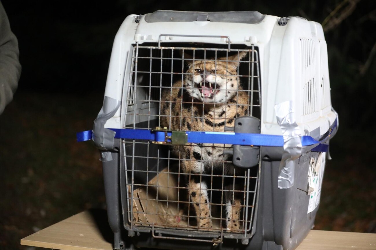 Zelin Mrzlovodički: Serval ulovljen u podrumu kuće Zelin Mrzlovodički: Serval ulovljen u podrumu kuće