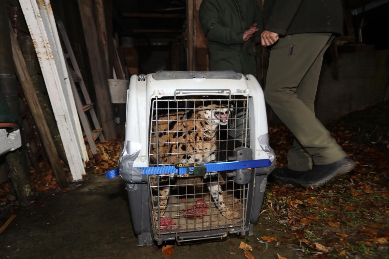 Zelin Mrzlovodički: Serval ulovljen u podrumu kuće Zelin Mrzlovodički: Serval ulovljen u podrumu kuće