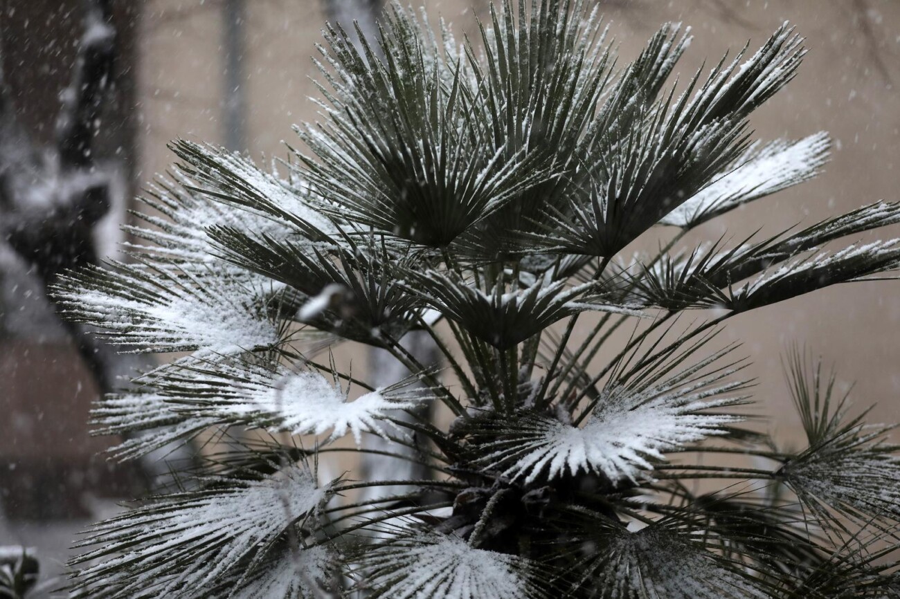 Rijeka: Gust snijeg pada širom grada Rijeka: Gust snijeg pada širom grada