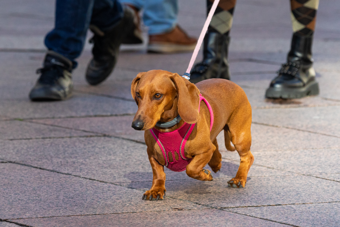 Klikom po Korzu 2.2.-22 Klikom po Korzu 2.2.-22