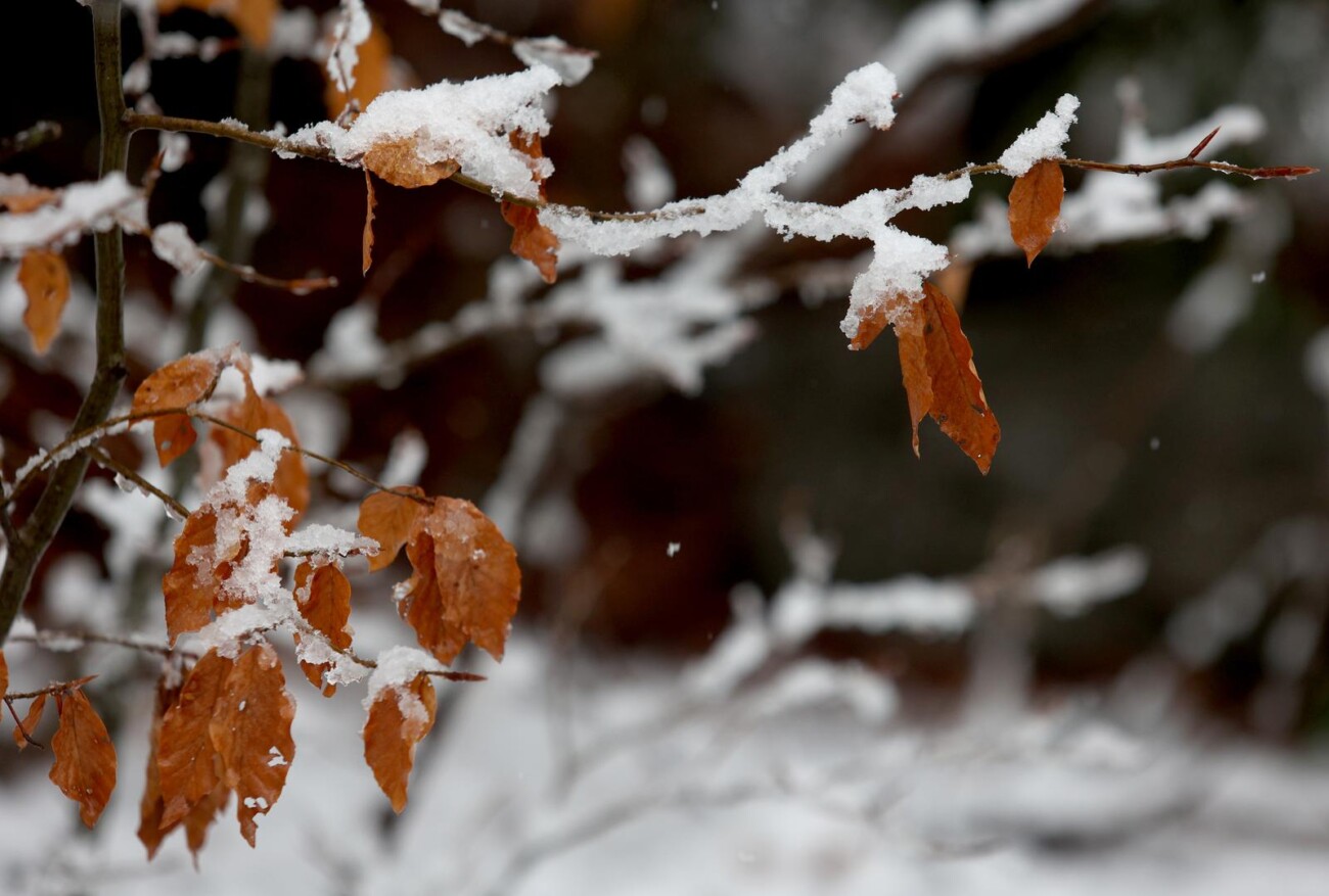 Na Platku pao snijeg Na Platku pao snijeg