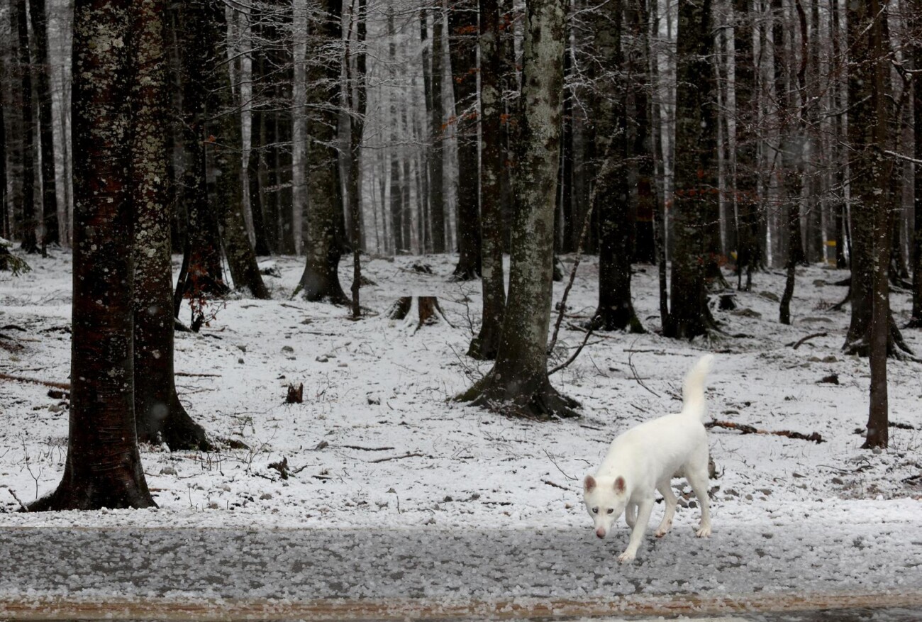 Na Platku pao snijeg Na Platku pao snijeg