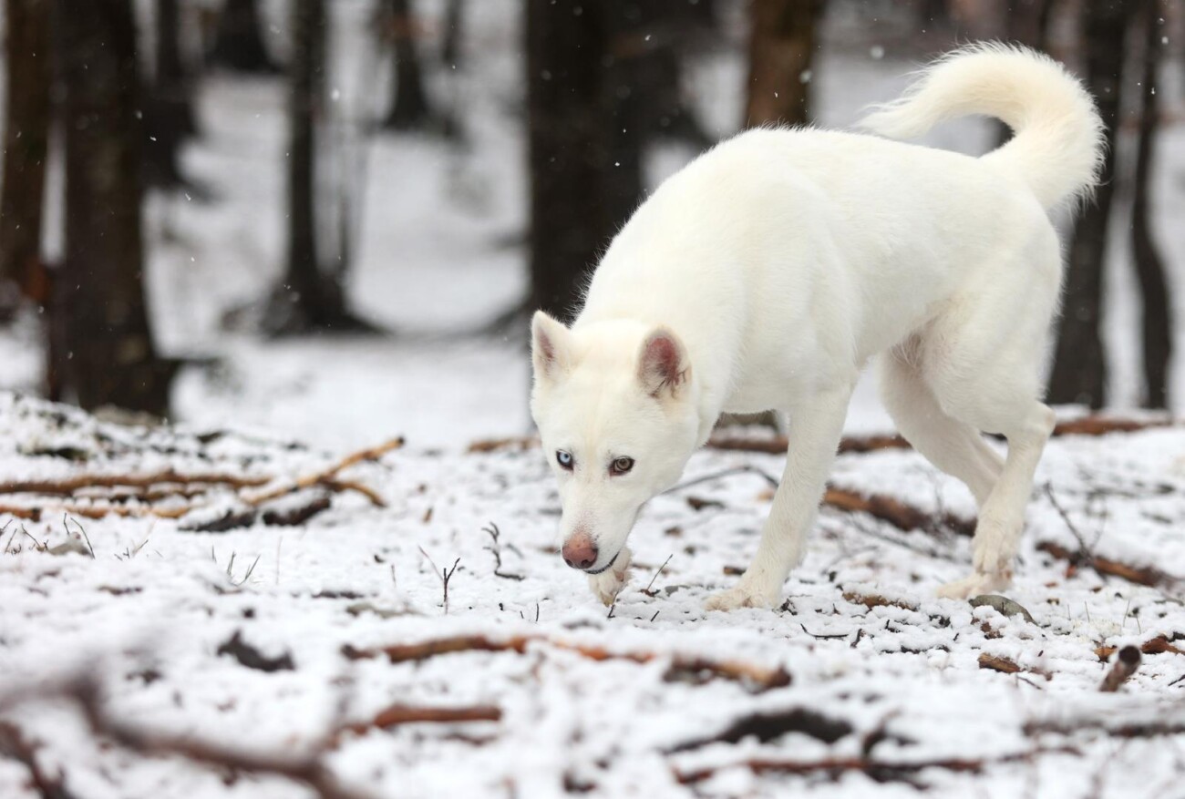 Na Platku pao snijeg Na Platku pao snijeg