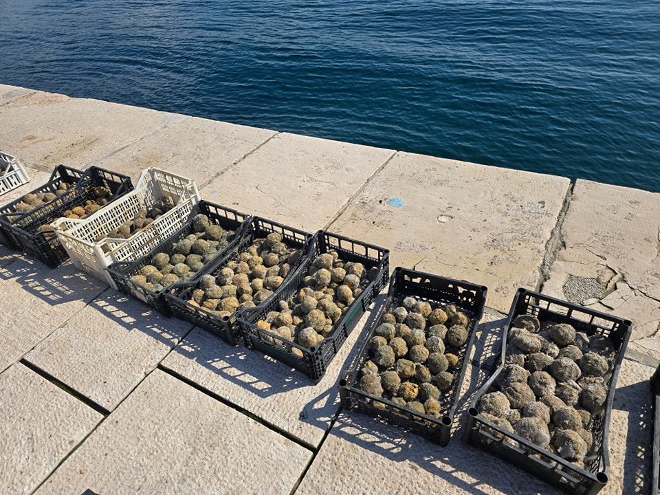 kuglice mikroorganizmi opatija (2)