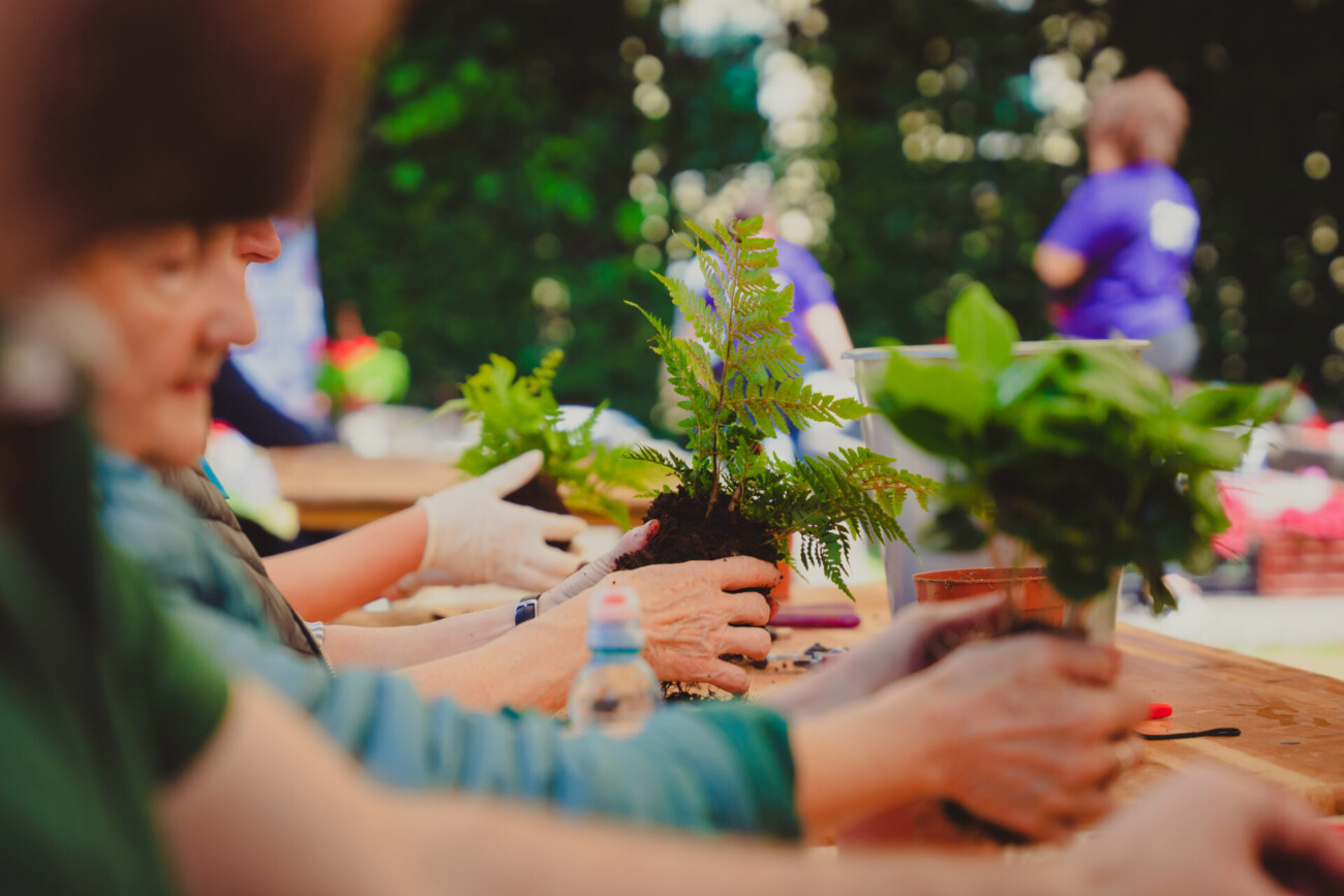 Festival Đardin_Studio 11 (1) Festival Đardin_Studio 11 (1)