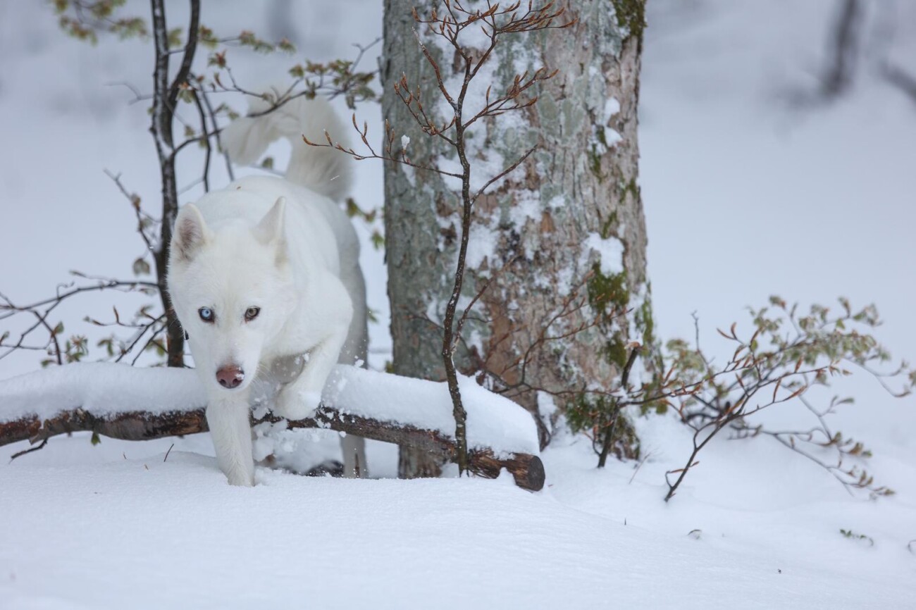 Snijeg zabijelio Platak Snijeg zabijelio Platak