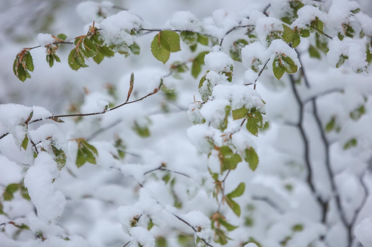 Snijeg zabijelio Platak Snijeg zabijelio Platak