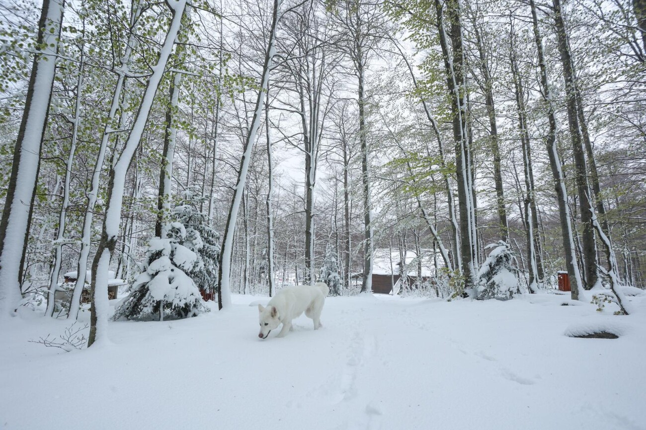 Snijeg zabijelio Platak Snijeg zabijelio Platak