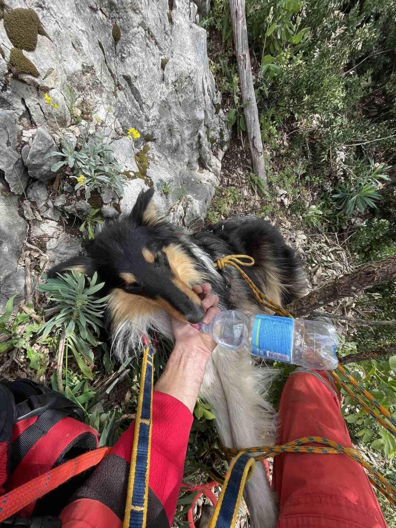 Riječki HGSS u dvodnevnoj akciji spasio psa koji je pao u provaliju u zaleđu Brseča