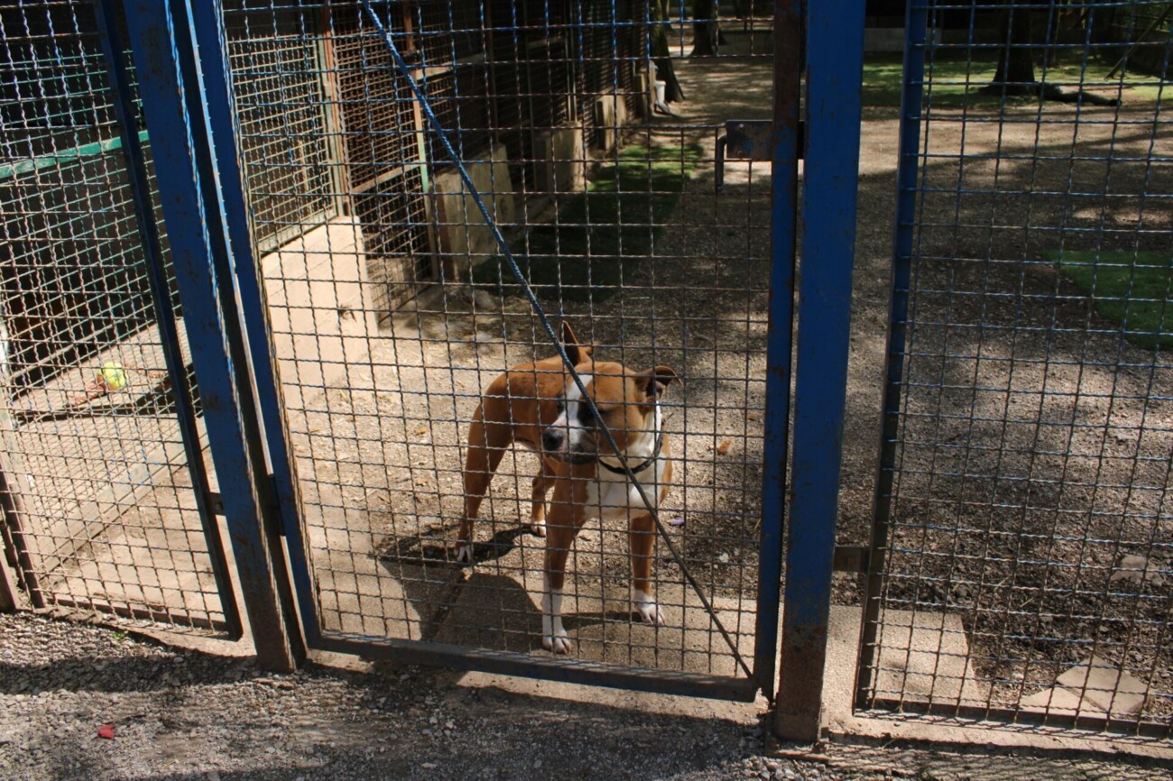 pgž azil 111 pgž azil 111