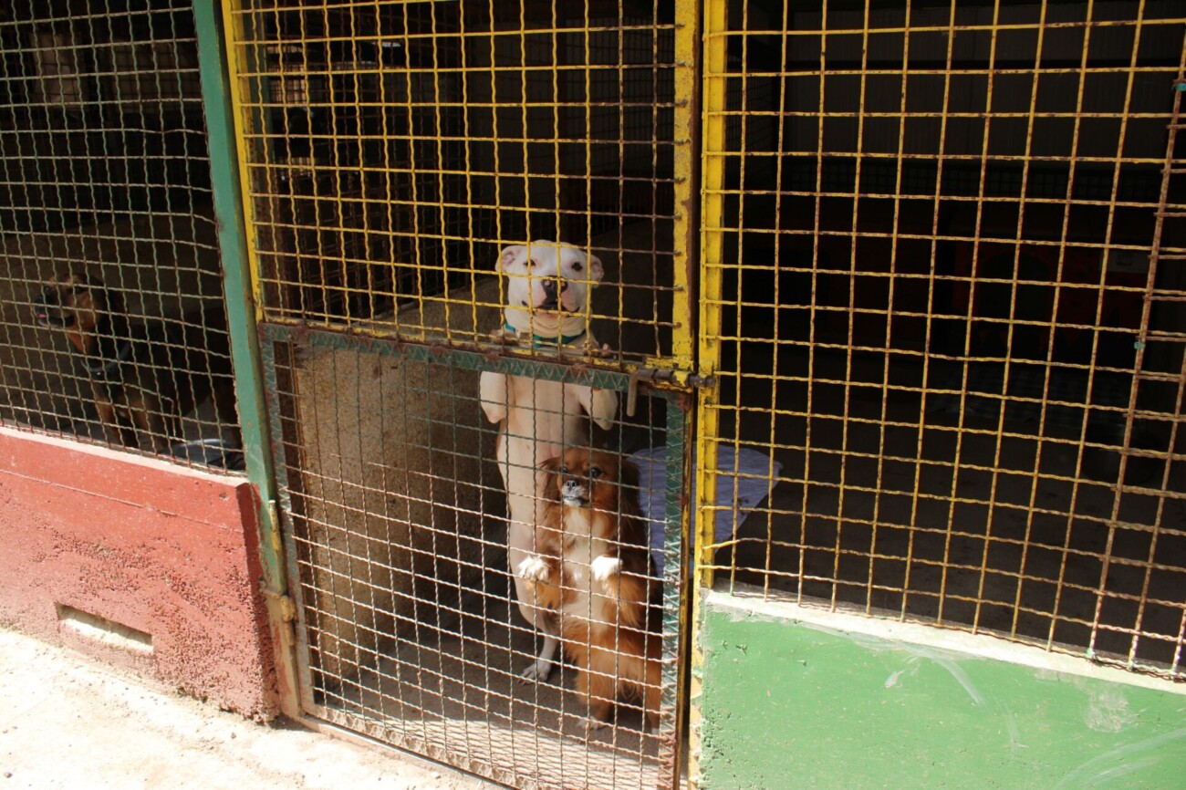 pgž azil 19 pgž azil 19