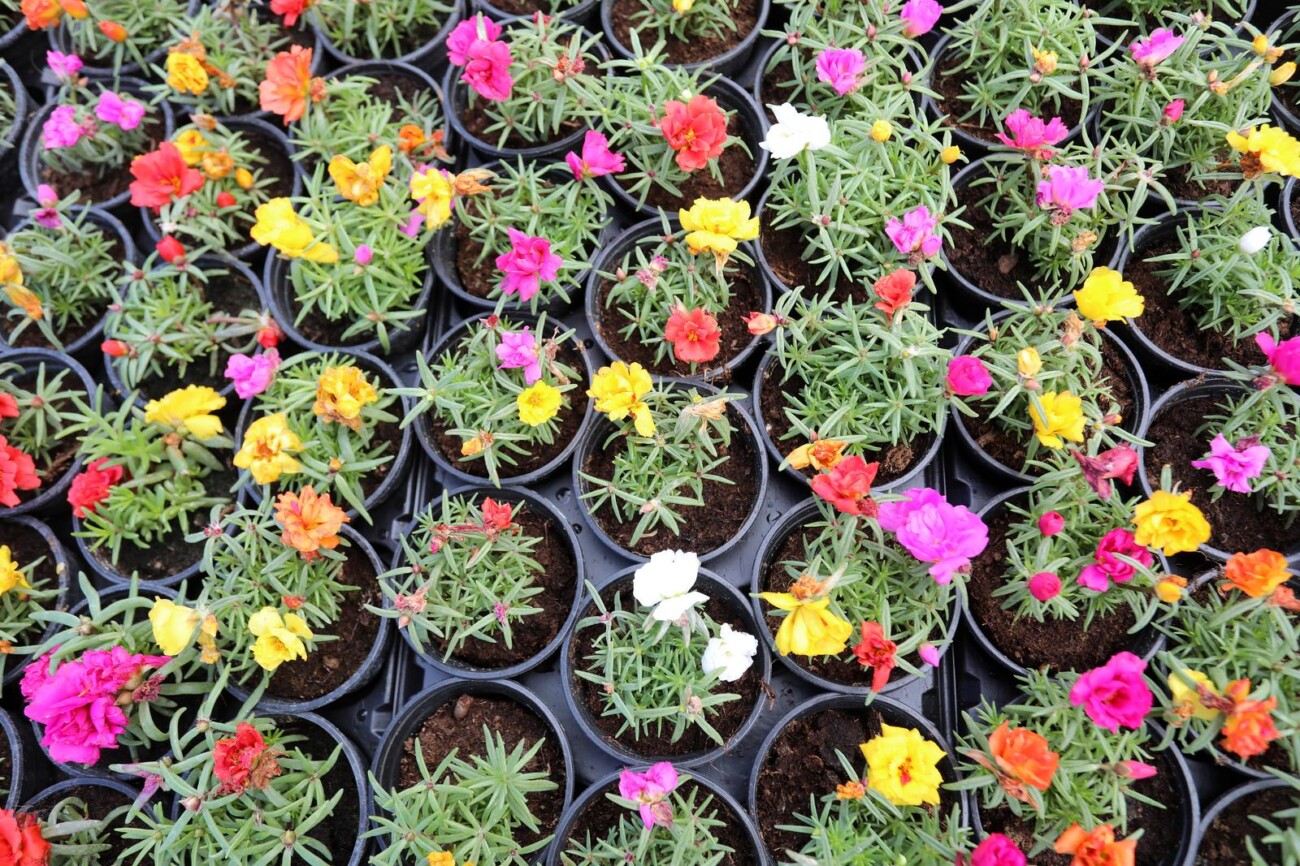 Rijeka: Otvoren 5. Cvjetni sajam kod Konta