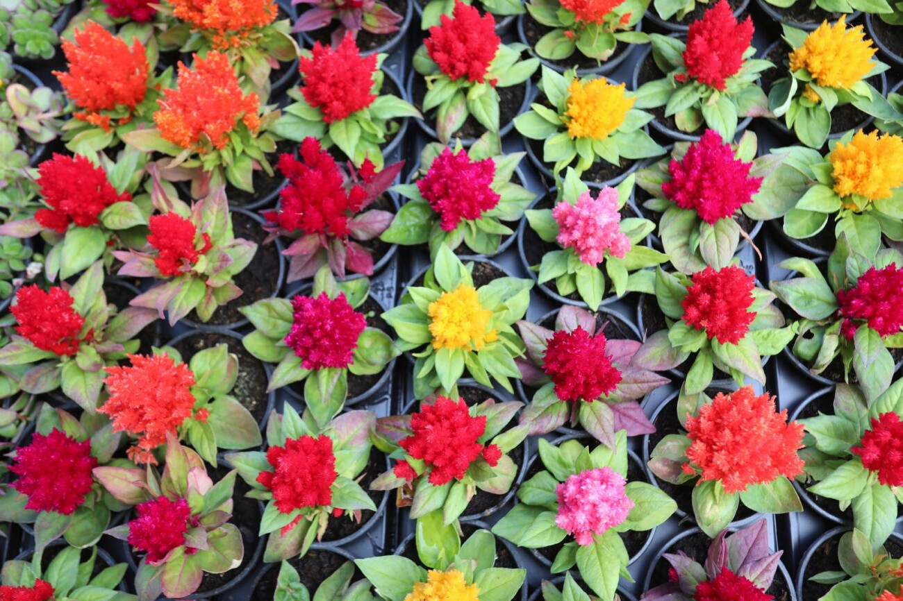 Rijeka: Otvoren 5. Cvjetni sajam kod Konta