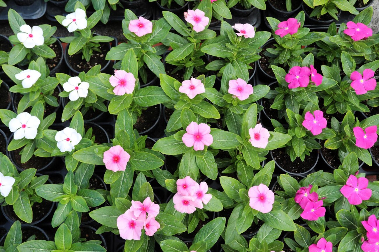 Rijeka: Otvoren 5. Cvjetni sajam kod Konta